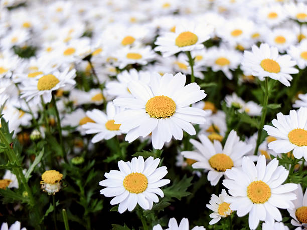 Margaridas em garden - foto de acervo