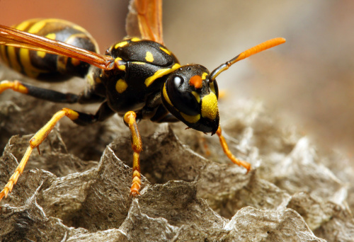 a black yellow bee carrying a fly that will become its prey is clutched between its little legs