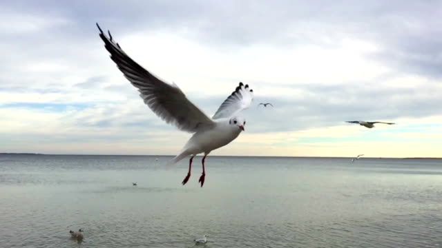 Slow motion of a Seagull