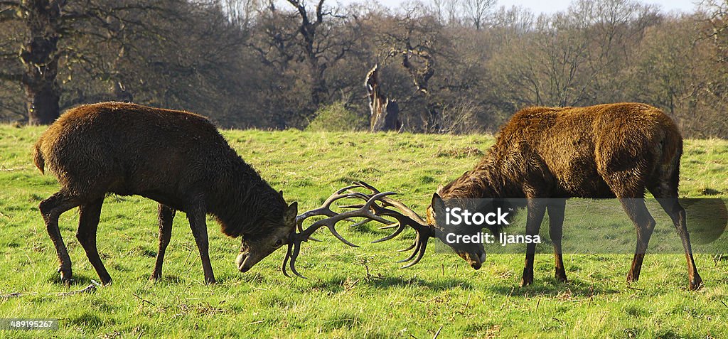 Animal Fight Stock Photo - Download Image Now - Animals In The Wild,  Fighting, Animal - iStock