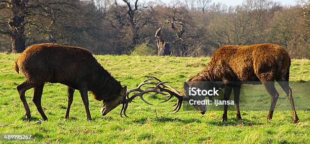 Animal Fight Stock Photo - Download Image Now - Animals In The Wild, Fighting, Animal - iStock Animal Fight Stock Photo - Download Image Now - Animals In The Wild, Fighting, Animal - iStock