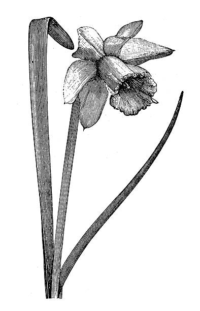 античный иллюстрация нарцисс - antique old fashioned daffodil single flower stock illustrations