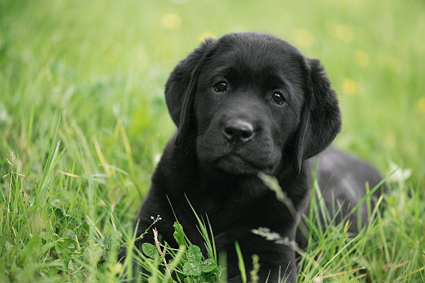 istock Gorgeous puppy outdoor 489196571