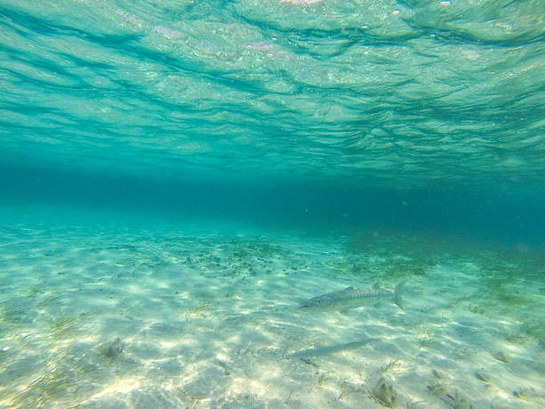 istock Photo taken in Belize 489196847