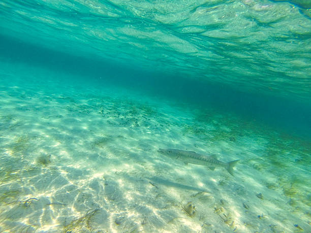 istock Photo taken in Belize 489196851