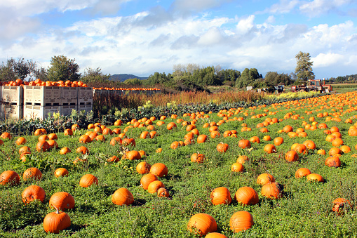 Pumpkins on a farm during the fall harvest on a sunny fall day in Wexford, Pennsylvania, USA