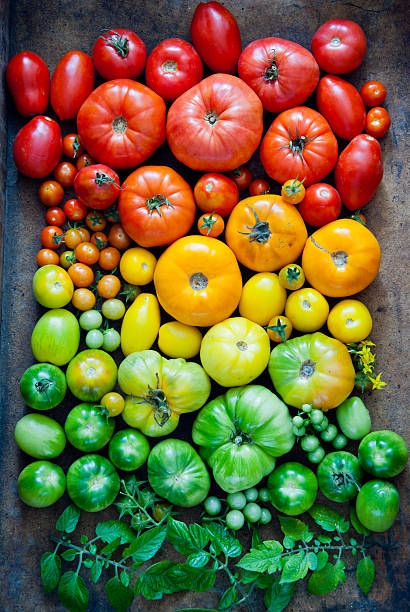 os tomates - heirloom tomato homegrown produce tomato organic imagens e fotografias de stock