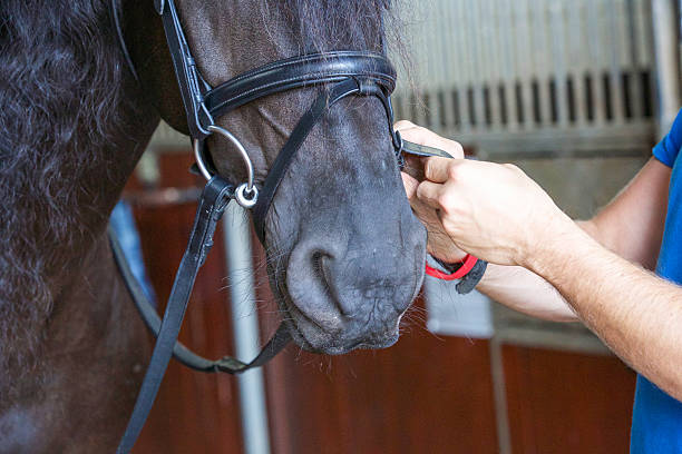 istock Horse owner fixing the reins and head gear before exercise 489202648