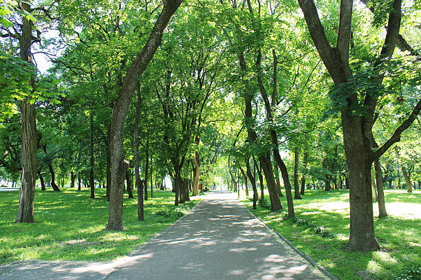 istock Beautiful park with many green trees 489203936