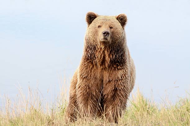 istock Brown bear in the nature 489204456