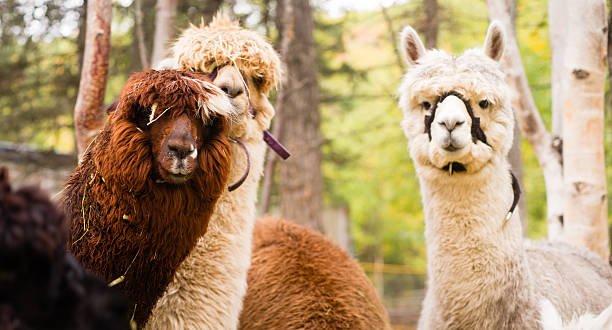 istock Domestic Llama Group Farm Livestock Animals 489204670