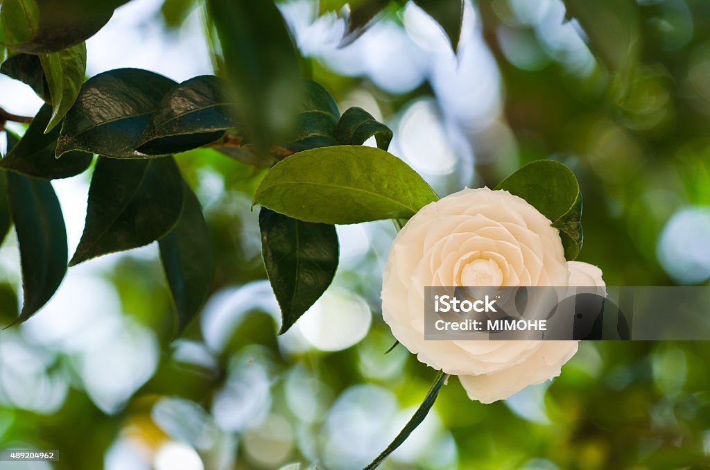Camellia White camellias in the tree 2015 Stock Photo