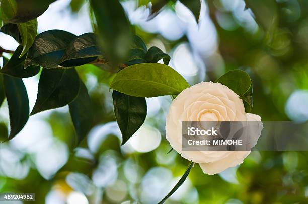 Camellia Stock Photo - Download Image Now - 2015, Beauty, Blossom