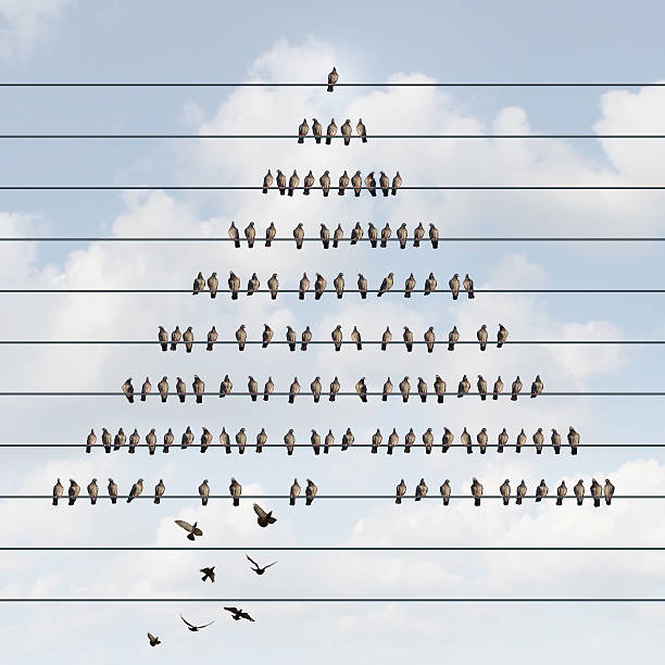 Business Pyramid Business pyramid concept and hierarchy structure symbol as a multilevel marketing scheme with an organized group of birds on a wire with other bird recruit members joining at the bottom. ponzi scheme stock pictures, royalty-free photos & images