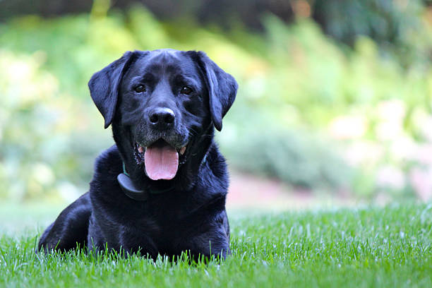 Black lab A black labrador retriever lying in the grass in a backyard in Fall. panting photos stock pictures, royalty-free photos & images
