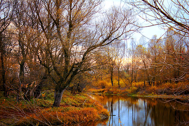 Landscape Colorful Autumn River With in Wild Woods