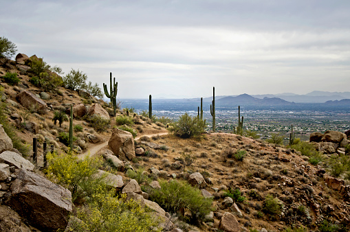 Saguaro Cacti on Pinnacle Peak in the Arizona Desert. 