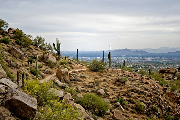 Pinnacle Peak Saguaro Cacti on Pinnacle Peak in the Arizona Desert.  scottsdale arizona stock pictures, royalty-free photos & images