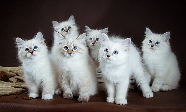 istock group of Neva masquerade  kittens on brown background 489205980