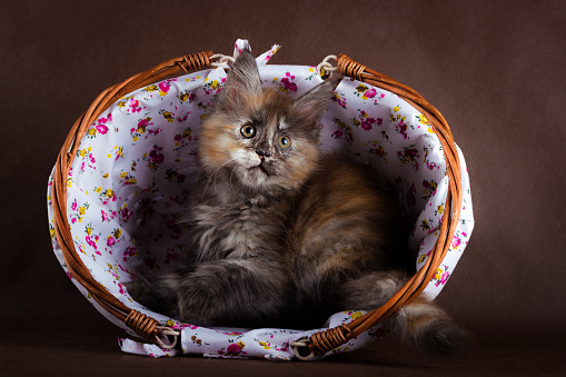 maine coon cat on black brown background.