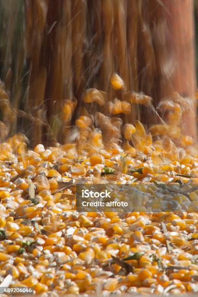 Foto de Grão De Milho e mais fotos de stock de 2015 - 2015, Agricultura, Amarelo