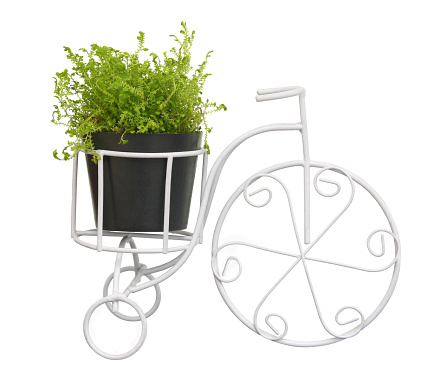 wire tricycle with ornamental plant in pot isolated on white background