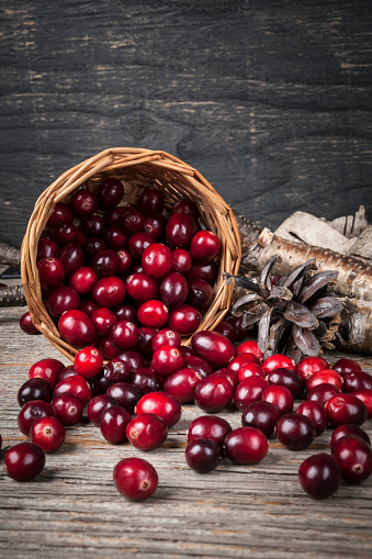 Fresh ripe cranberries spilling out of basket on rustic dark wooden background.