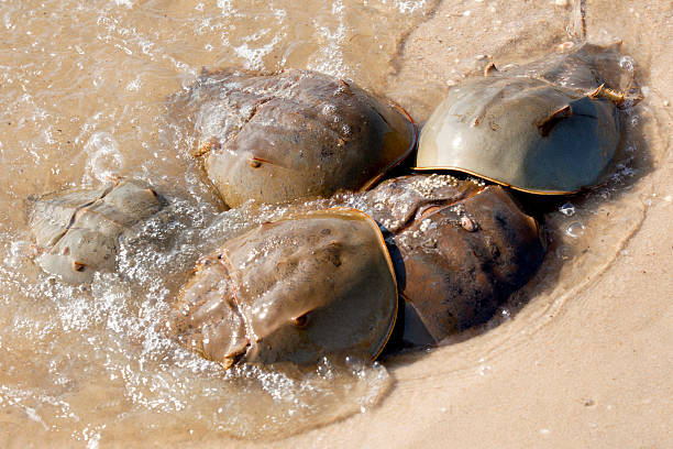 granchio a ferro di cavallo (limulus polyphemus - crustace foto e immagini stock