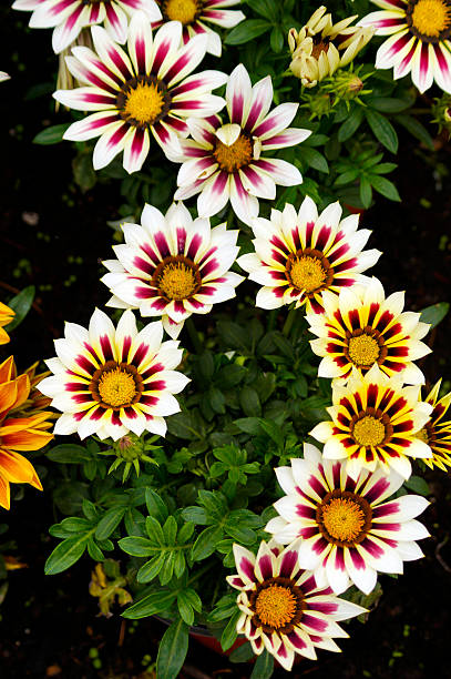 istock Ornamental Flowers, Hothouse production Plants 489214934
