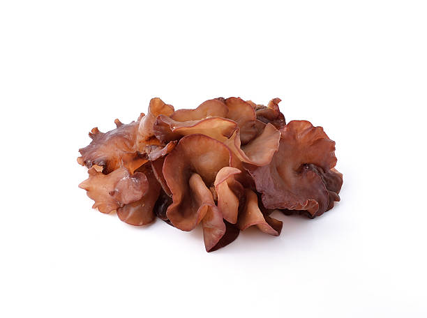 istock Black Fungus mushroom on white background 489214964