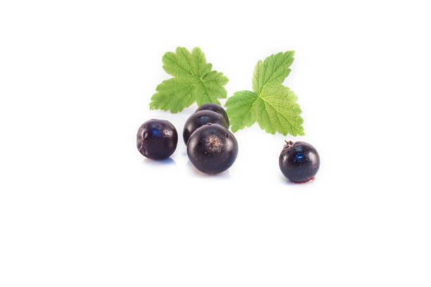 Ribes nigrum isolated Ribes nigrum, black currants, isolated on white background casis stock pictures, royalty-free photos & images