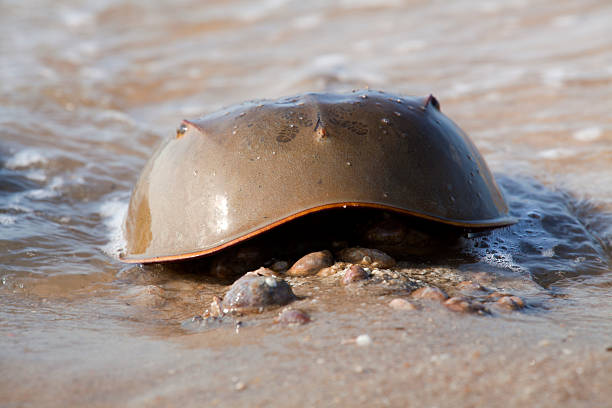 maschio granchio a ferro di cavallo (limulus polyphemus - crustace foto e immagini stock