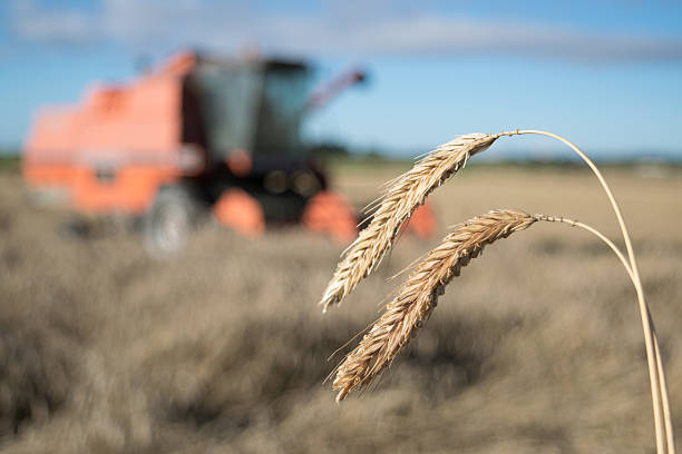 Wheat harvest with combine harvester in background stock photo