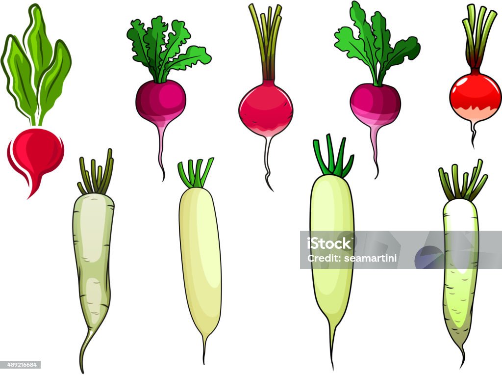 Red radishes and white daikon vegetables Crispy red and pink radishes and white daikon vegetables with sappy green leaves, for vegetarian food or agriculture theme, cartoon style 2015 stock vector