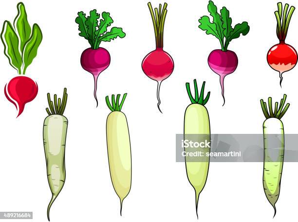 Red Radishes And White Daikon Vegetables Stock Illustration - Download Image Now - 2015, Agriculture, Backgrounds