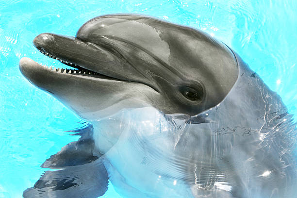 istock Glad beautiful dolphin smiling in a blue swimming pool water 489219515