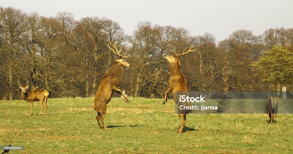 Deers 왜고너의 싸움 - 로열티 프리 동물 스톡 사진
