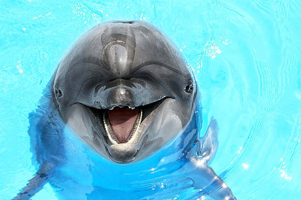 istock Glad beautiful dolphin smiling in a blue swimming pool water 489220449