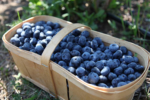 istock Fresh blueberries in harvest basket 489220789