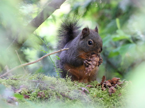 A Douglas Squirrel in Western Washington