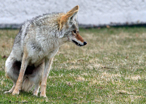 istock Coyote Canis latrans Snarling teeth Yellowstone National Park 489222349
