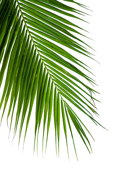 istock leaves of coconut tree isolated on white background 489222513