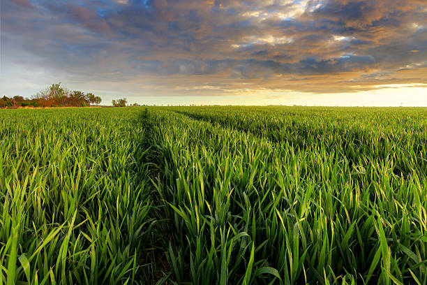 istock Green wheat field at sunset with sun 489222637