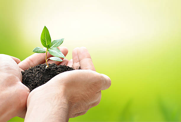 istock Hands holding green seedling with soil 489222783
