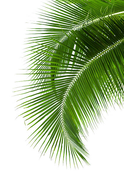 istock leaves of coconut tree isolated on white background 489223423