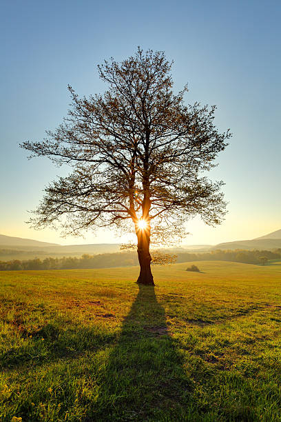 istock Alone tree on meadow at sunset with sun and mist 489223435