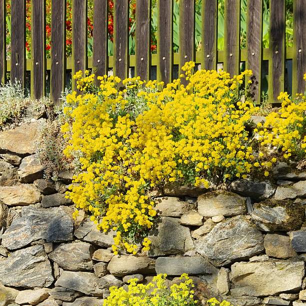 alyssum saxatile - gartenblume стоковые фото и изображения