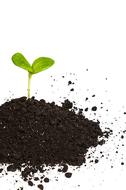 istock Heap dirt with a green plant sprout isolated 489223865
