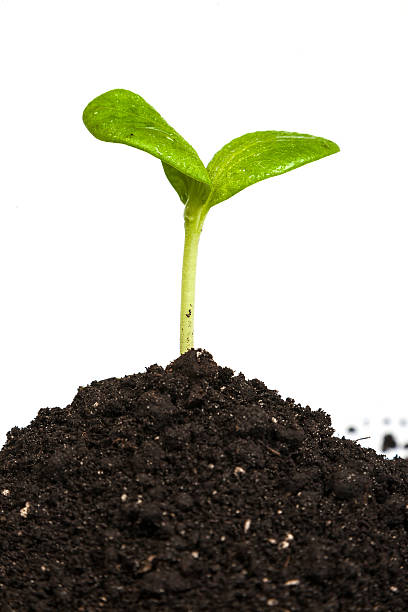 istock Heap dirt with a green plant sprout isolated 489223873