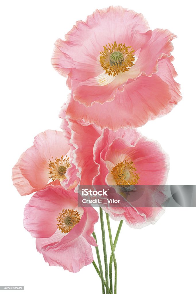 poppy Studio Shot of Pink Colored Poppy Flowers Isolated on White Background. Large Depth of Field (DOF). Macro. Symbol of Sleep, Oblivion and Imagination. Annual - Plant Attribute Stock Photo